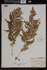 Athyrium filix-femina var. angustum image