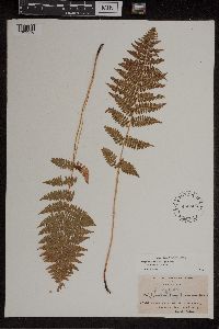 Athyrium filix-femina var. angustum image