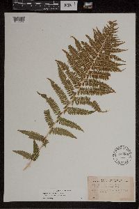 Athyrium filix-femina var. angustum image