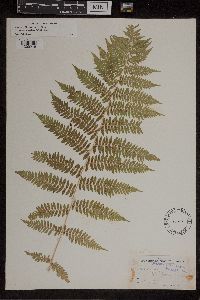 Athyrium filix-femina var. angustum image