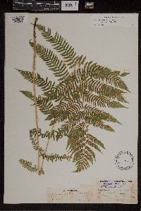 Athyrium filix-femina var. angustum image