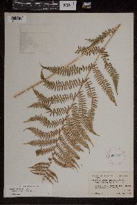 Athyrium filix-femina var. angustum image