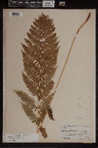 Athyrium filix-femina var. angustum image