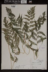 Athyrium filix-femina var. asplenioides image