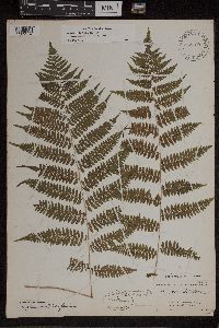 Athyrium filix-femina var. asplenioides image