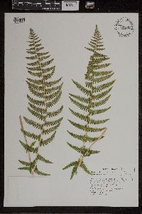 Media resource of Athyrium filix-femina