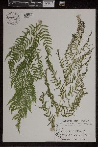 Athyrium filix-femina image