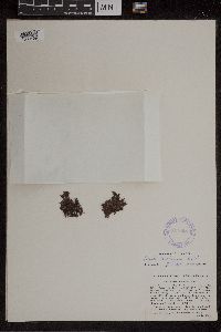 Azolla caroliniana image