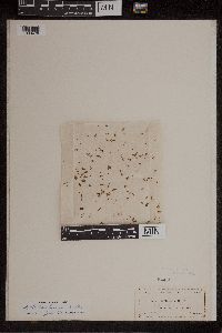 Azolla caroliniana image