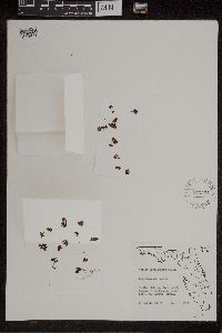 Azolla caroliniana image