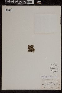 Azolla caroliniana image