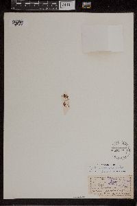 Azolla caroliniana image