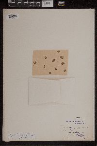 Azolla caroliniana image