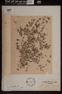 Azolla caroliniana image