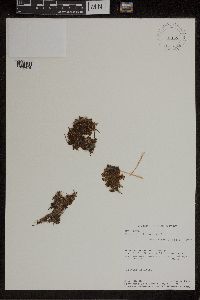 Azolla caroliniana image