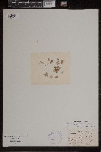 Azolla caroliniana image