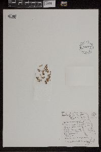 Azolla caroliniana image