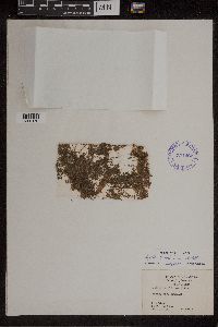 Azolla caroliniana image