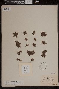 Azolla caroliniana image