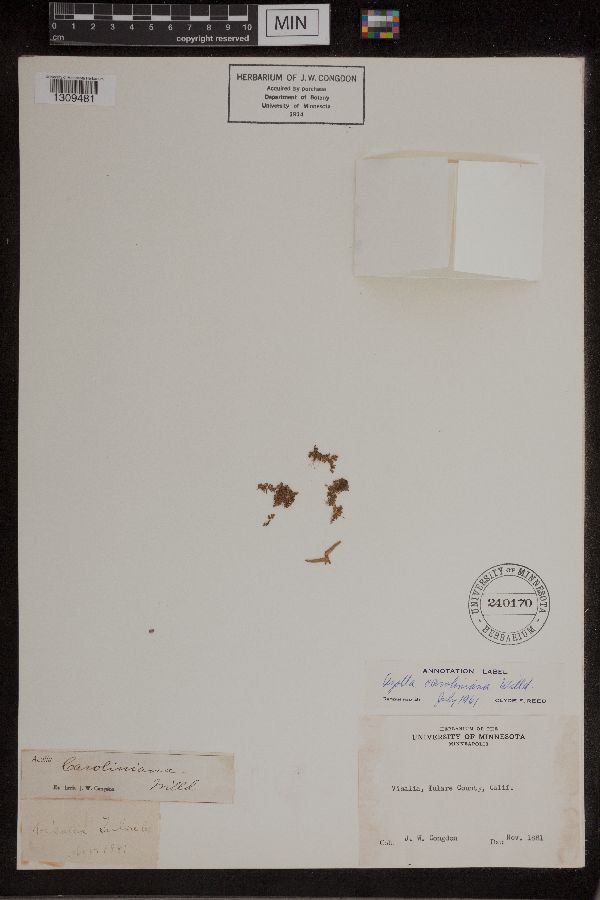 Azolla caroliniana image