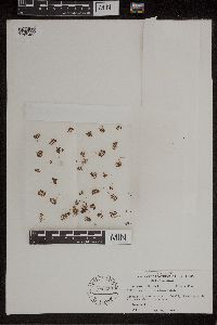 Azolla caroliniana image