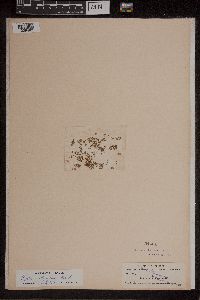 Azolla caroliniana image