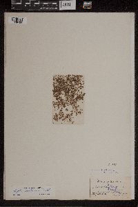 Azolla caroliniana image