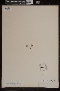 Azolla caroliniana image