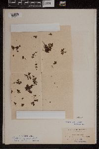 Azolla caroliniana image