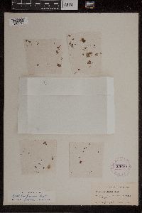 Azolla caroliniana image