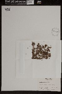 Azolla caroliniana image