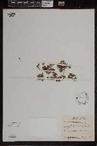 Azolla mexicana image