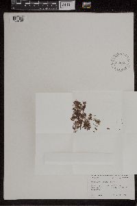 Azolla mexicana image