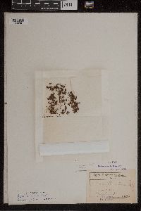 Azolla mexicana image