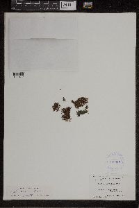 Azolla mexicana image