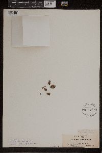 Azolla mexicana image