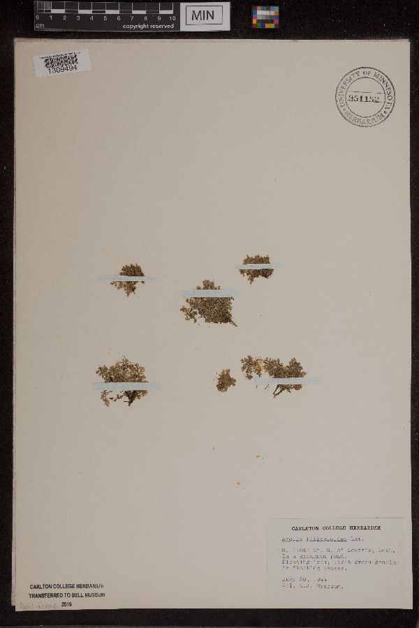 Azolla filiculoides image