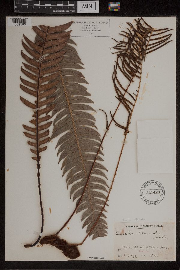 Blechnum attenuatum image