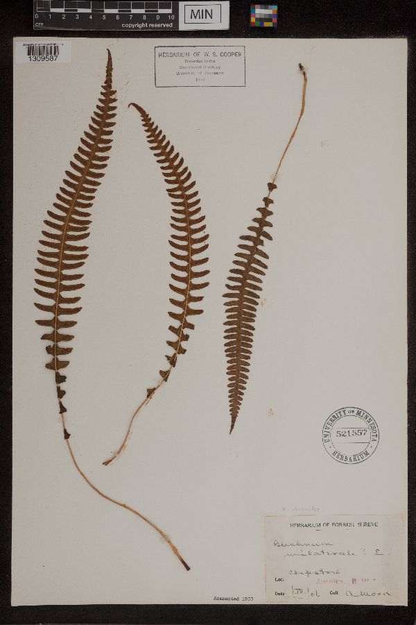 Blechnum blechnoides image