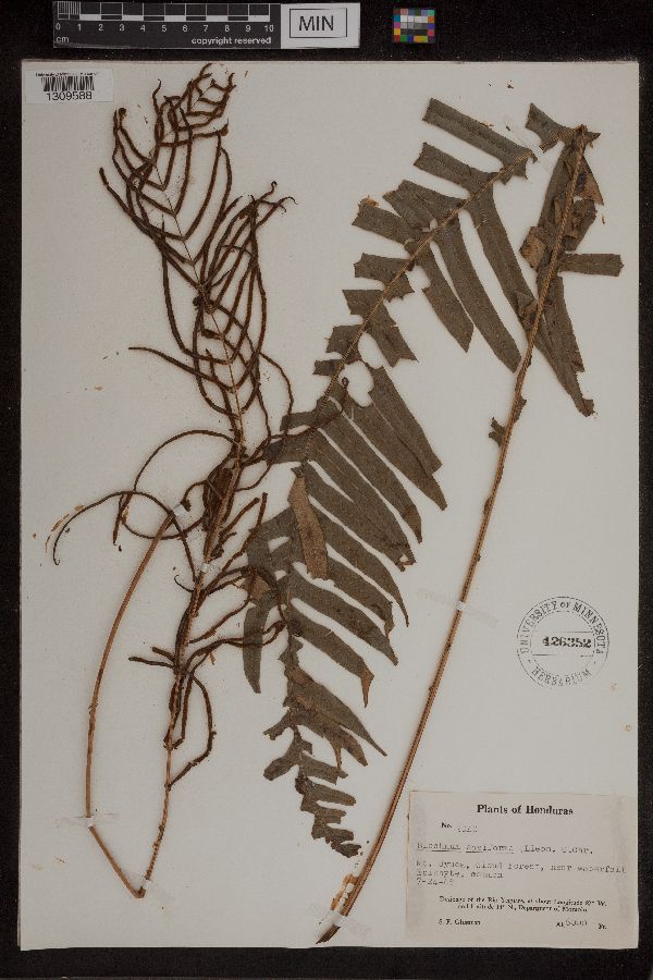 Blechnum ensiforme image