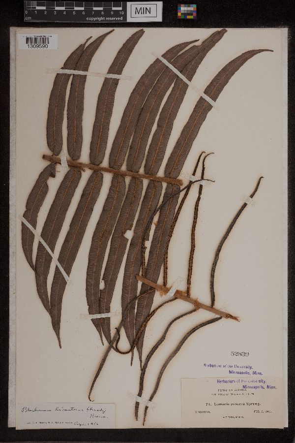 Blechnum lineatum image