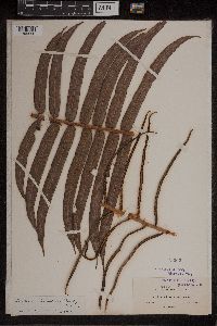 Media resource of Blechnum lineatum