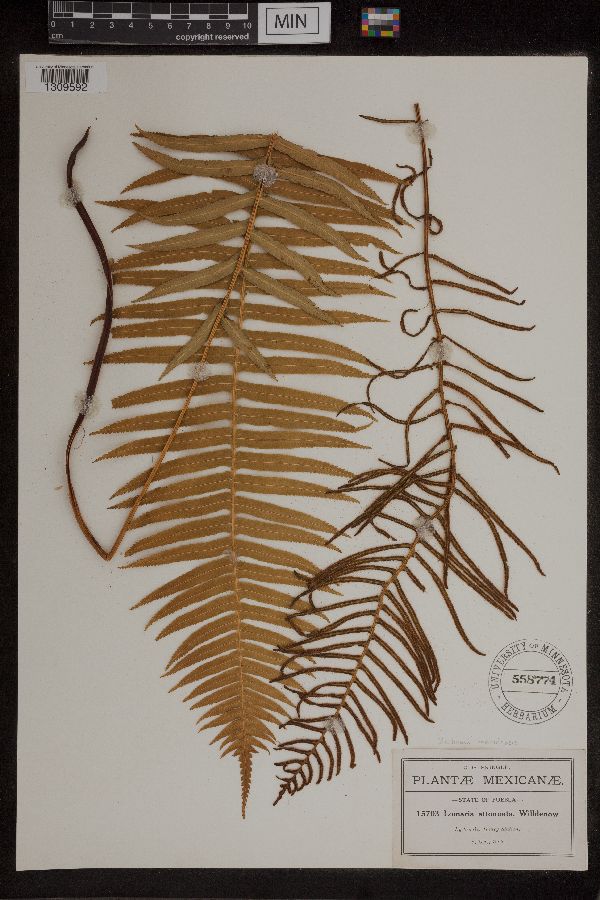 Blechnum meridense image