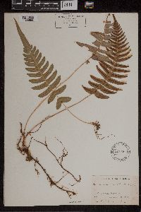 Blechnum occidentale image