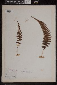 Blechnum occidentale image