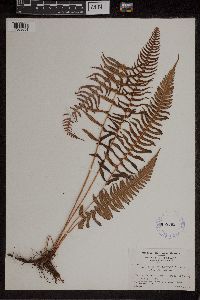 Blechnum occidentale image