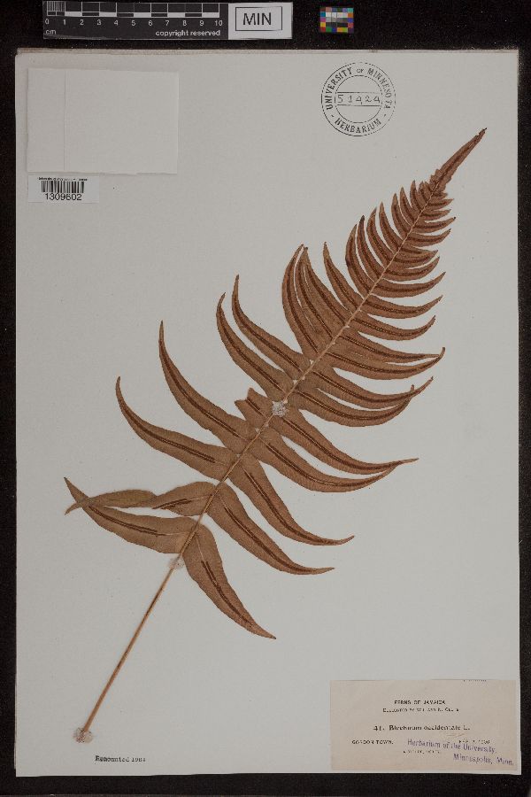 Blechnum occidentale image