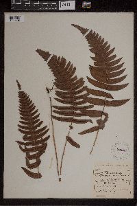 Blechnum occidentale image