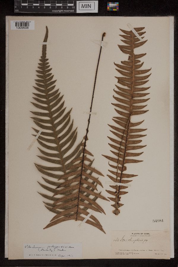 Blechnum polypodioides image