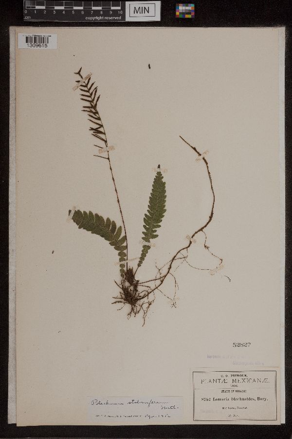 Blechnum stoloniferum image